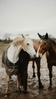 Two Gentle Horses Bonding in a Muddy Field Phone Wallpaper