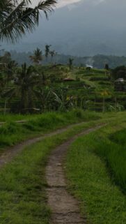 Serene Bali Rice Terrace Path Through Tropical Lush Landscapes Wallpaper