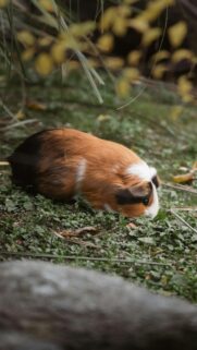 Cute Tri-Color Guinea Pig Foraging in Nature Mobile Wallpaper