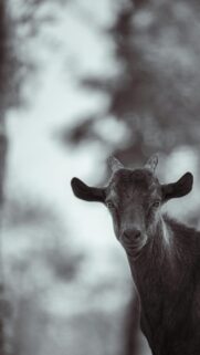 Stunning Portrait of a Baby Goat Black and White Mobile Wallpaper