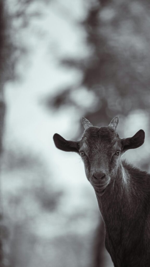 Stunning Portrait of a Baby Goat Black and White Mobile Wallpaper