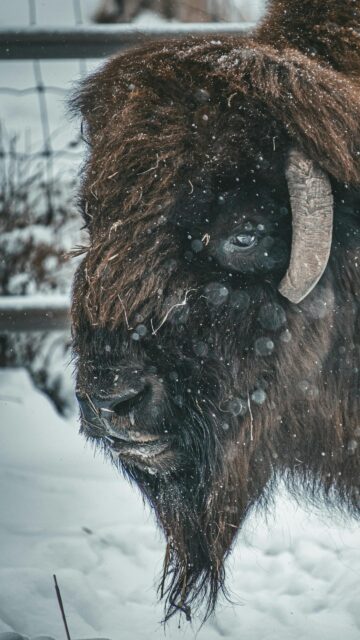 Majestic Bison Portrait in Winter Snow Mobile Wallpaper
