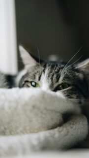 Green-Eyed Tabby Cat Peeking Behind Blanket Mobile Wallpaper