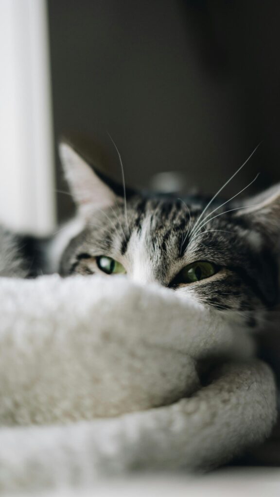 Green-Eyed Tabby Cat Peeking Behind Blanket Mobile Wallpaper