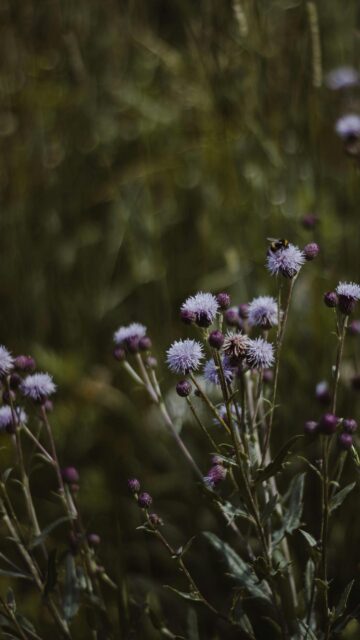Bumblebee on Purple Wildflower Meadow Aesthetic Phone Wallpaper