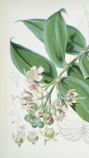 Vintage Botanical Illustration of Tropical Flowers and Green Leaves Wallpaper