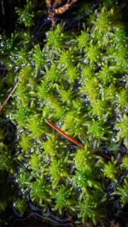 Vibrant Wet Sphagnum Moss Forest Floor Macro Nature Wallpaper