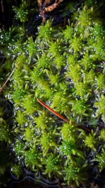 Vibrant Wet Sphagnum Moss Forest Floor Macro Nature Wallpaper