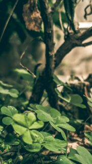 Macro Clover Leaves Near Old Tree Trunk Nature Mobile Wallpaper