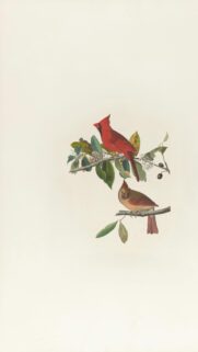 Vintage Red Cardinal Birds Illustration Botanical Art Mobile Wallpaper