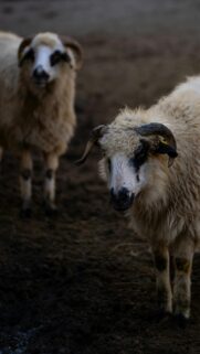 Dual Horned Sheep on Muddy Farm Ground Mobile Wallpaper