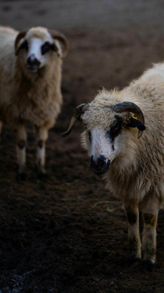 Dual Horned Sheep on Muddy Farm Ground Mobile Wallpaper