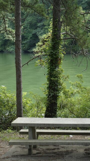 Serene Picnic Spot Beside a Lush Green Lake Forest Wallpaper