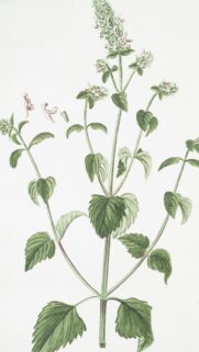 Vintage Botanical Illustration of Green Mint Herb Art Wallpaper