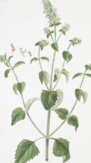 Vintage Botanical Illustration of Green Mint Herb Art Wallpaper