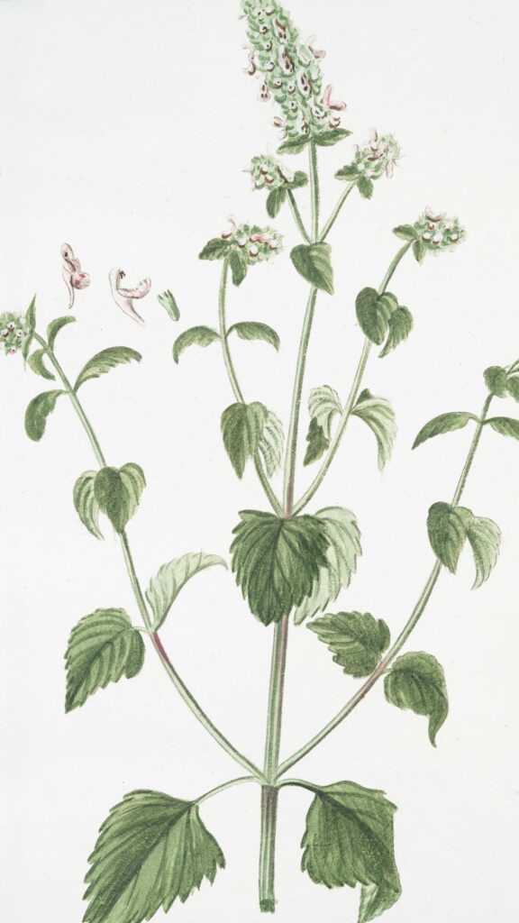Vintage Botanical Illustration of Green Mint Herb Art Wallpaper