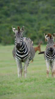 Two Zebras Standing in African Grassland Premium Mobile Wallpaper