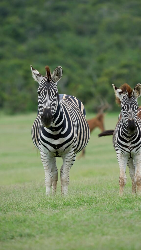 Two Zebras Standing in African Grassland Premium Mobile Wallpaper