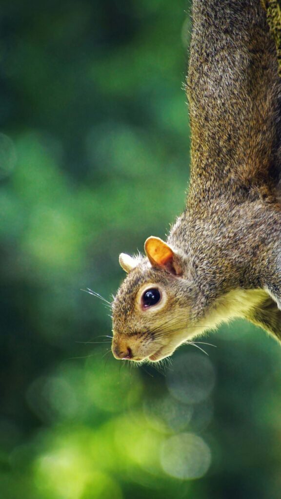 Close-up Squirrel Hanging from Tree Branch Nature Mobile Wallpaper