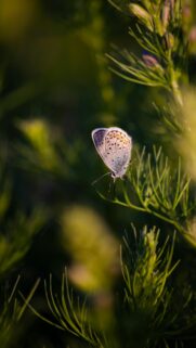 Macro Butterfly on Green Plant Nature Mobile Wallpaper