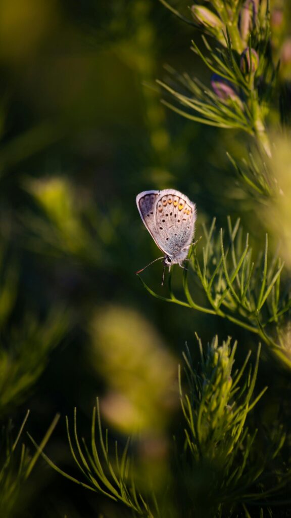 Macro Butterfly on Green Plant Nature Mobile Wallpaper