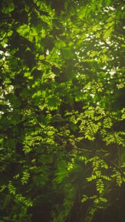 Green Forest Foliage Sunlit Canopy Mobile Background Wallpaper