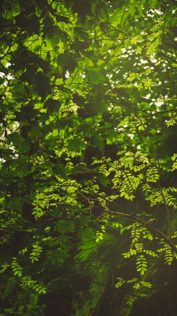 Green Forest Foliage Sunlit Canopy Mobile Background Wallpaper