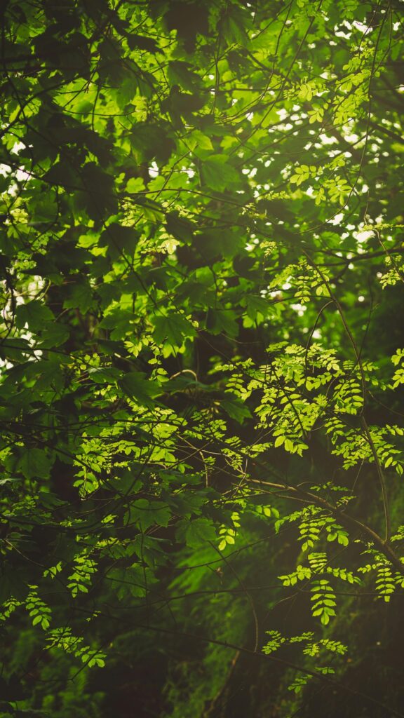 Green Forest Foliage Sunlit Canopy Mobile Background Wallpaper