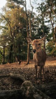 Majestic Nara Deer in Golden Forest Sunlight Mobile Wallpaper