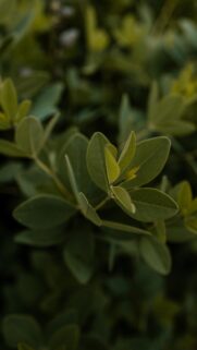 Serene Close-Up Green Leaf Nature Plant Aesthetic Mobile Wallpaper
