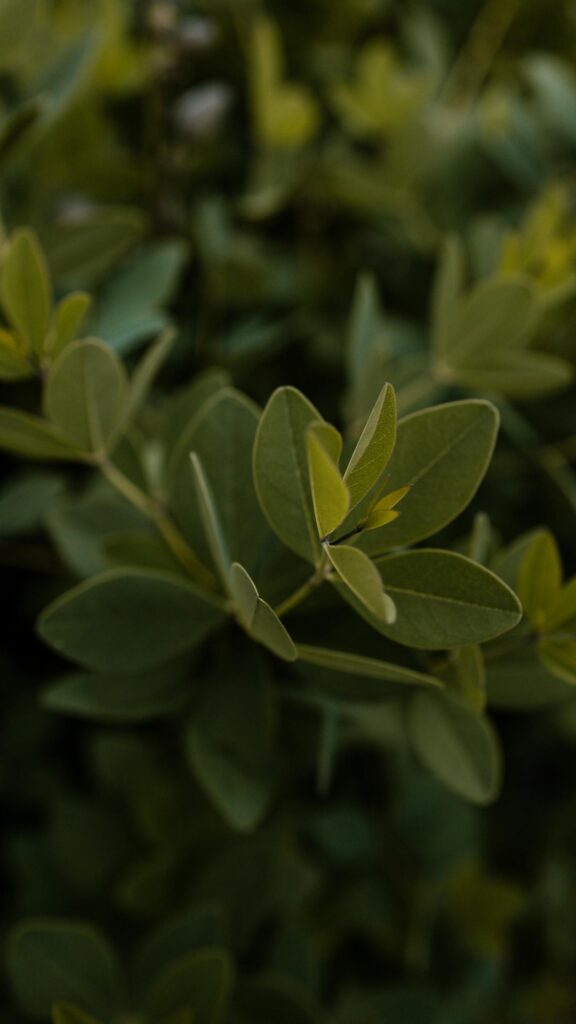 Serene Close-Up Green Leaf Nature Plant Aesthetic Mobile Wallpaper