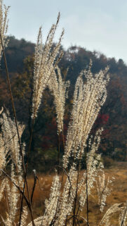 Sunlit Miscanthus Grass Zen Meditation Spiritual Energy Wallpaper