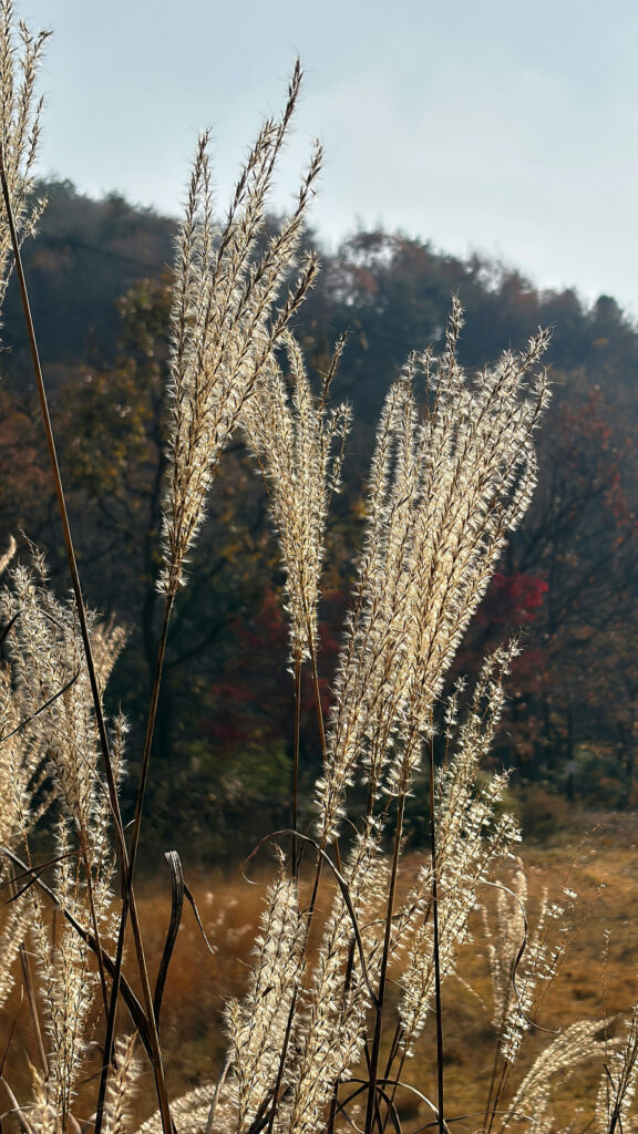 Sunlit Miscanthus Grass Zen Meditation Spiritual Energy Wallpaper