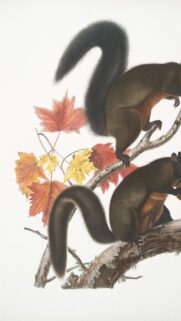 Vintage Botanical Squirrel Illustration Autumn Forest Mobile Wallpaper