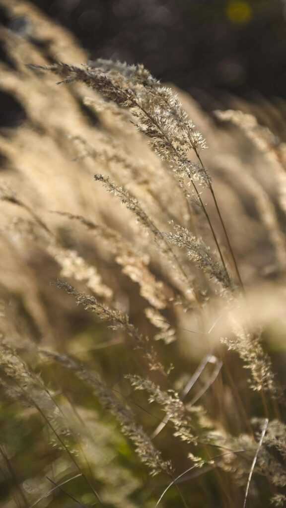 Golden Tall Grass Meadow Close-up Aesthetic Phone Wallpaper