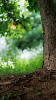 Nature Forest Tree Trunk Close-up Mobile Phone Wallpaper