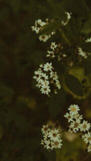 Moody White Wildflower Cluster Aesthetic Floral Mobile Wallpaper