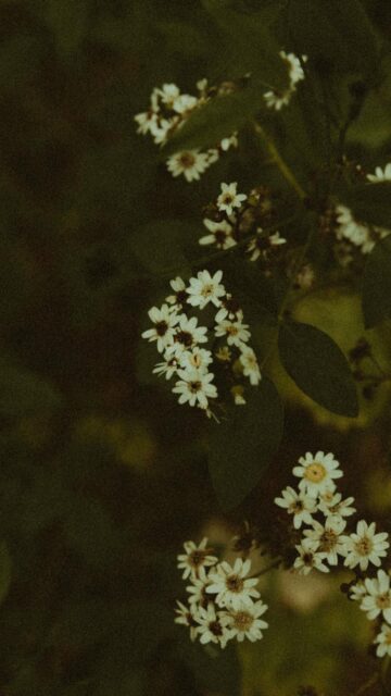 Moody White Wildflower Cluster Aesthetic Floral Mobile Wallpaper