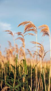 Golden Reeds Swaying in the Gentle Breeze Mobile Wallpaper