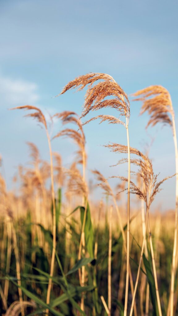 Golden Reeds Swaying in the Gentle Breeze Mobile Wallpaper