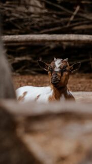 Cute Baby Goat Resting in Farm Setting Mobile Wallpaper
