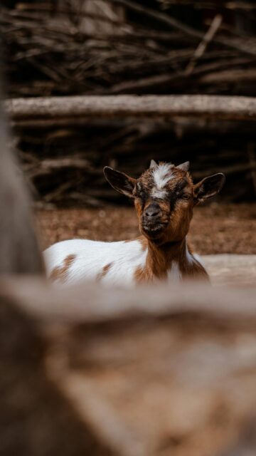 Cute Baby Goat Resting in Farm Setting Mobile Wallpaper