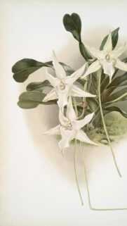 Elegant White Orchid Botanical Illustration Fine Art Mobile Wallpaper