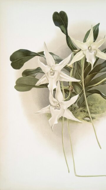 Elegant White Orchid Botanical Illustration Fine Art Mobile Wallpaper