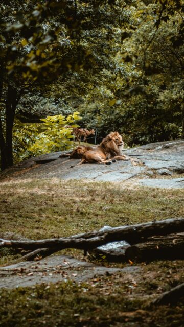 Majestic Lion Resting on Rock in Forest Safari Mobile Wallpaper