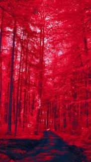 Enchanted Red Forest Path Surreal Nature Mobile Wallpaper
