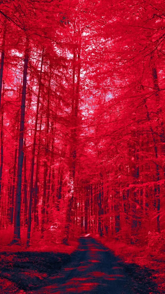 Enchanted Red Forest Path Surreal Nature Mobile Wallpaper