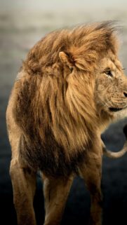 Majestic Male Lion Profile with Flowing Golden Mane Wallpaper