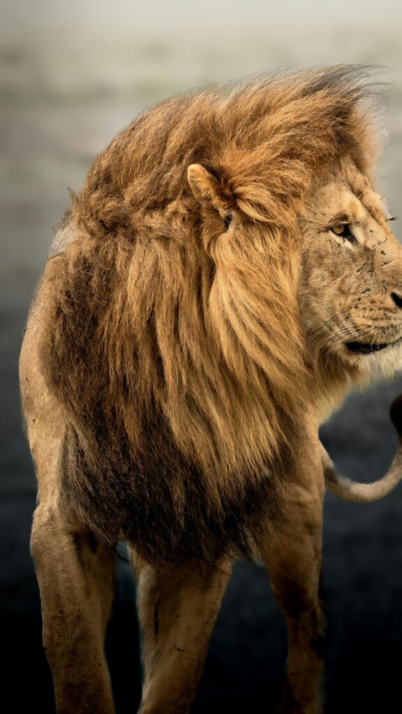 Majestic Male Lion Profile with Flowing Golden Mane Wallpaper