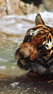 Stunning Close-Up Tiger Portrait in Water Mobile Phone Wallpaper